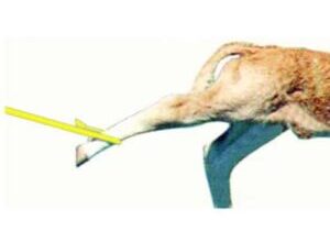 calf catcher